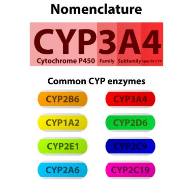 CYP Cytochrome p450 nomenclature and examples of common enzymes. Pharmacology and biochemistry infographic for education. clipart