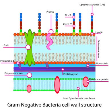 Gram negatif hücre yapısı diyagramı membran, lipidler, proteinler, LPS, mikrobiyoloji eğitimi ve araştırmaları için peptidoglikanları gösteriyor