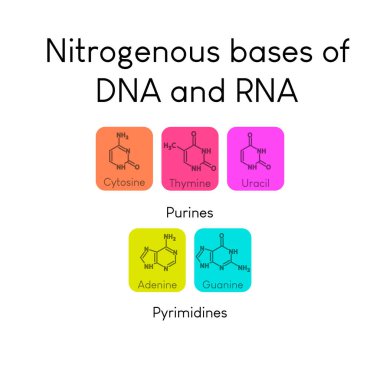 Nükleotidlerin azot bazları - Uracil, sitozin, Thymine, Guanine, Adenine biyomolekülleri RNA ve DNA sentezinde kullanılır. Kimya ve biyoloji eğitimi için biyokimya bilgileri