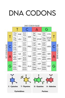 DNA Kodları Masası - Amino asitlerin genetik biyolojik kodu. Azot baz simgeleriyle Amino asit dizilimi - Guanine, Adenine, Cytosine, Thymine
