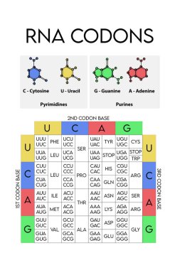 RNA Codons tablosu - Amino asitlerin genetik biyolojik kodu. Amino asit dizisi çizelgesi azot baz simgeleri - Guanine, Adenine, Cytosine, Uracil