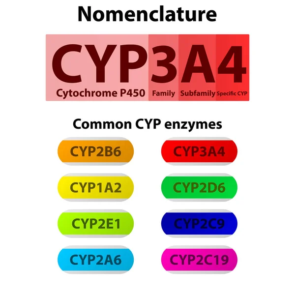 Cyp Citocromo P450 Nomenclatura Ejemplos Enzimas Comunes Infografía Farmacológica Bioquímica — Vector de stock