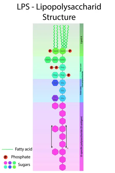 Diagram Över Lps Strängar Lipopolysackaridmolekyl Gramnegativa Membran — Stock vektor