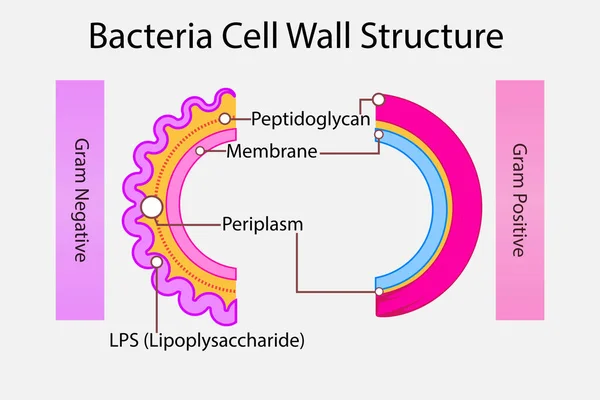 Diagrama Pared Celular Bacterias Gram Negativas Gram Positivas Incluyendo Peptidoglicano — Archivo Imágenes Vectoriales