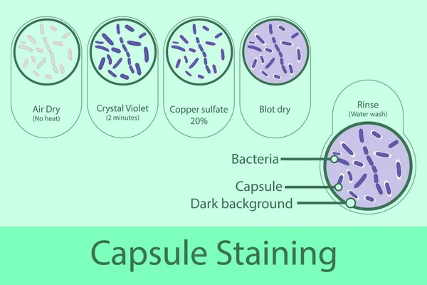 Kapselfärgning Teknik Steg Diagram Med Hjälp Crystal Violett Och Koppar — Stock vektor