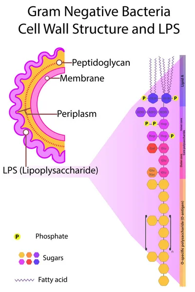 Diagrama Bacterias Gram Negativas Pared Celular Lipopolisacárido Lps Strcuture Eps10 — Archivo Imágenes Vectoriales