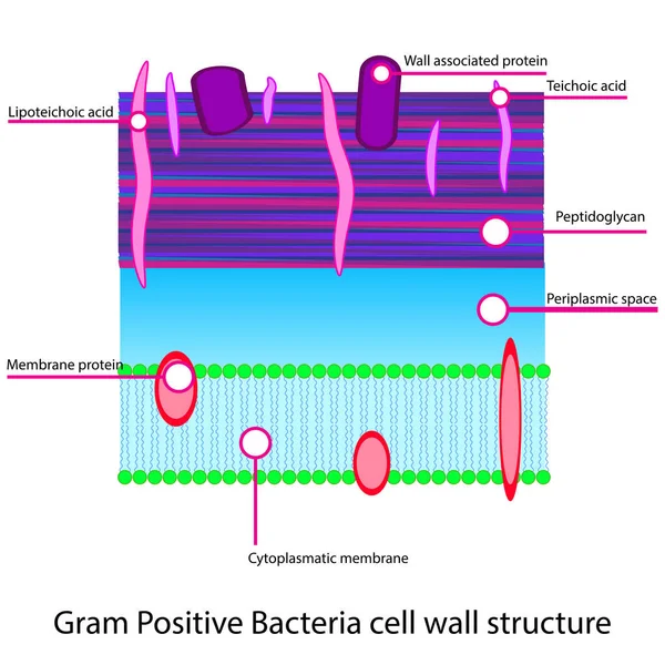 微生物学教育 研究のための膜 タンパク質 ペプチドグリカンを示すグラム陽性細胞壁構造図 — ストックベクタ