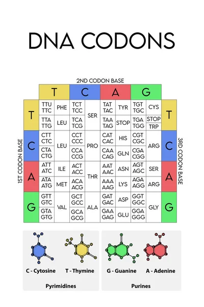 Table Dna Codons Genetic Biological Code Amino Acids Amino Acid — Stock Vector