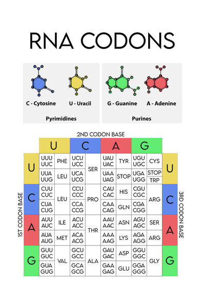 Таблица РНК-кодонов - генетический биологический код аминокислот. Диаграмма последовательности аминокислот с азотными базовыми иконками - Гуанин, Аденин, Цитозин, Урацил