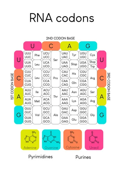 Tabla Codones Arn Código Biológico Genético Aminoácidos Tabla Secuencias Aminoácidos — Archivo Imágenes Vectoriales