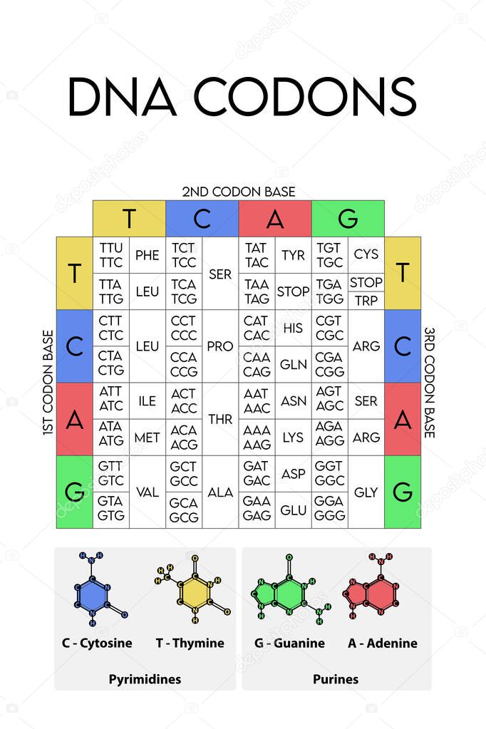 Table of DNA Codons - Genetic biological code of amino acids. Amino acid sequence chart with nitrogenous base icons - Guanine, Adenine, Cytosine, Thymine