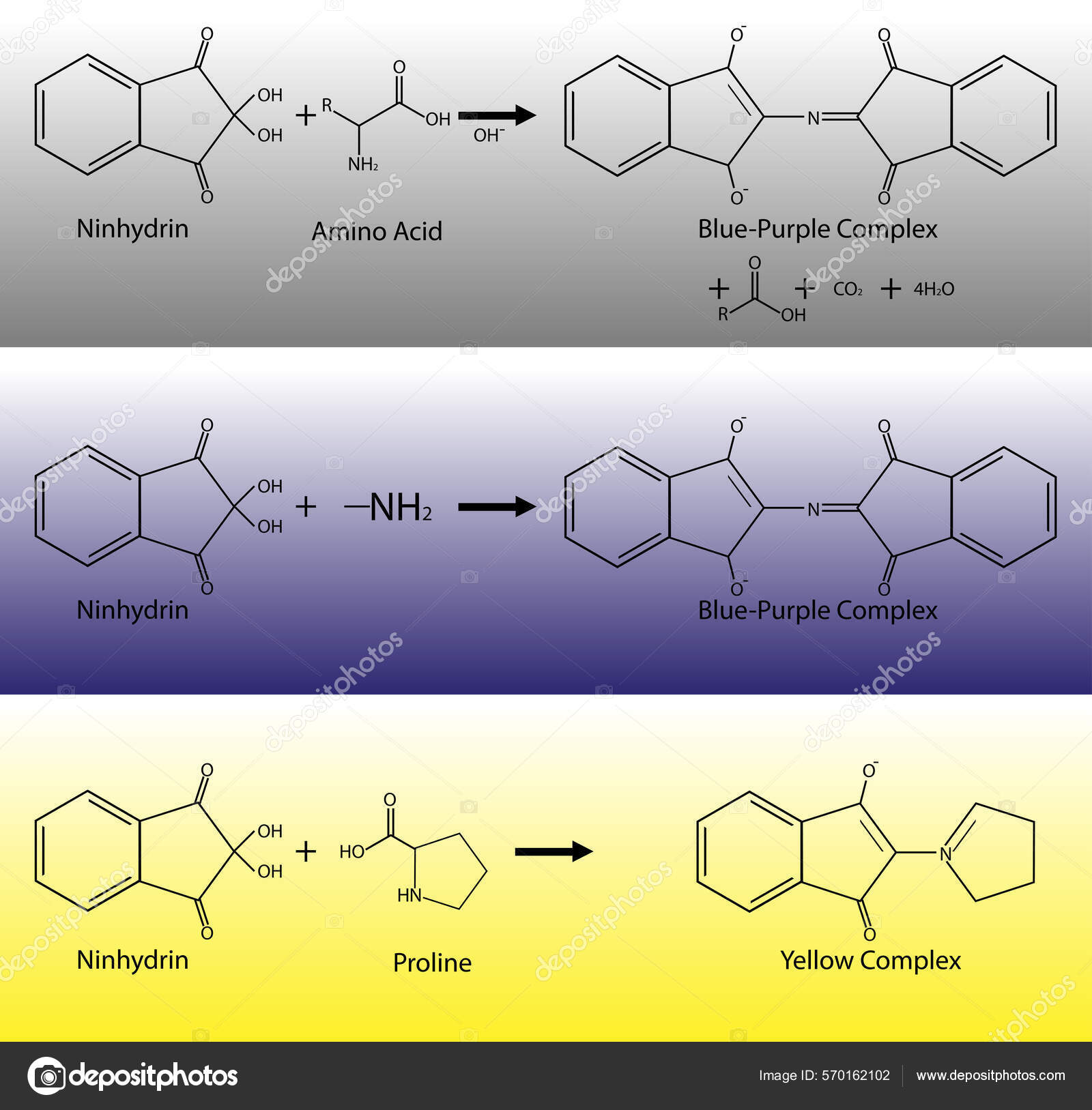 Ninhydrin Test Amino Acids Reactions Chemical Equations Organic