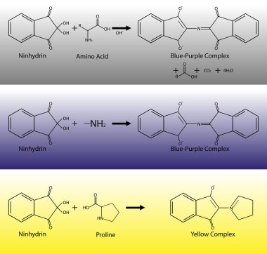 Ninhidrin testi amino asit reaksiyonları için. Organik kimya deneyinin kimyasal denklemleri. Ninhidrin 'in 2B moleküler formülü ve yapısı.