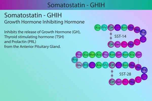 Ghih Somatostatin Hormon Peptid Struktur Och Infographic Med Kort Information — Stock vektor