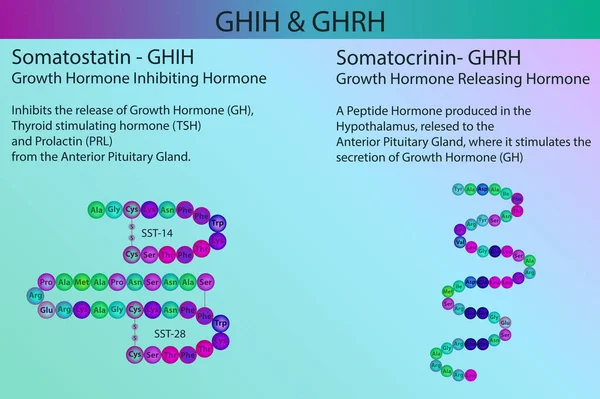 Ghih Ghrh Somatostatin Och Somatostatinhormon Peptid Struktur Och Infographic Med — Stock vektor