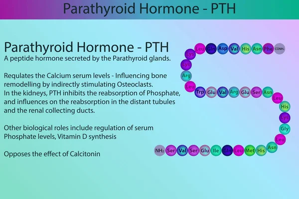 Pth Parathormon Peptid Struktur Och Infographic Med Kort Information Biologisk — Stock vektor