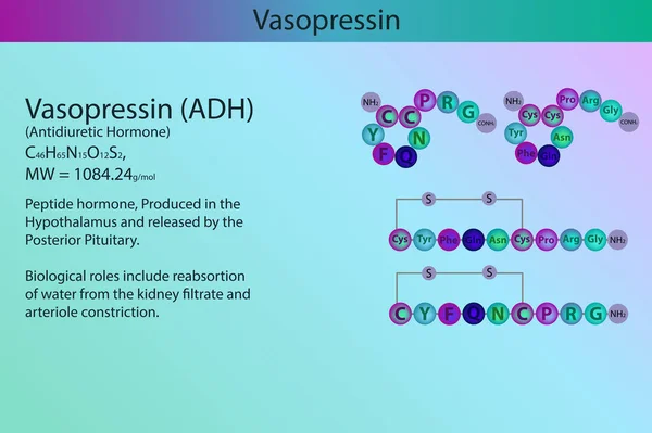 Estructura Infografía Del Péptido Hormonal Vasopresina Adh Con Información Corta — Archivo Imágenes Vectoriales
