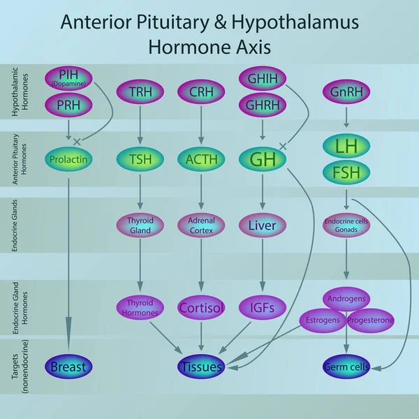 Diagrama Hormonal Glándula Pituitaria Que Muestra Los Bucles Señalización Retroalimentación — Archivo Imágenes Vectoriales