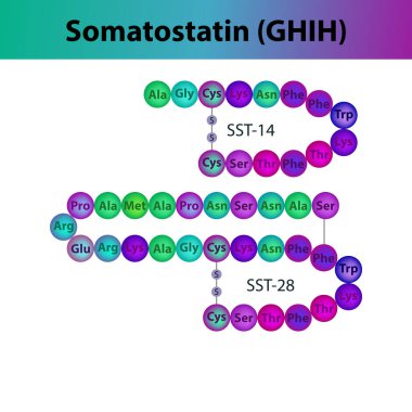 Somatostatin GHIH hormone peptide primary structure. Biomolecule schematic amino acid sequence on white background. clipart