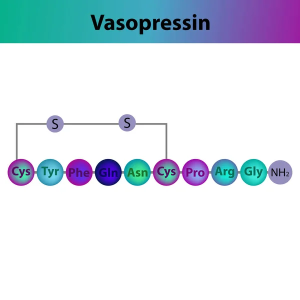 Vasopresina Adh Hormona Péptido Estructura Primaria Secuencia Esquemática Aminoácidos Biomolécula — Vector de stock