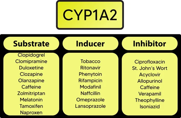 Cyp1A2シトクロムP450酵素医薬品基質 阻害剤および誘導体の例 薬理学のための 生化学教育 — ストックベクタ