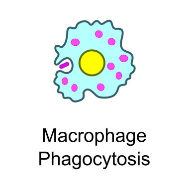 Macrophage - phagocytosis phase cellular schematic structure vector illustration, eps10 icon