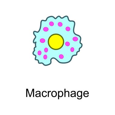 Macrophage cellular schematic structure vector illustration, eps10 icon