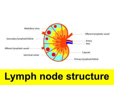 Lymph node structure schematic anatomic illustration - showing nodes, capsule, sinus, artery, vein, lymphatic vessels and germination center.