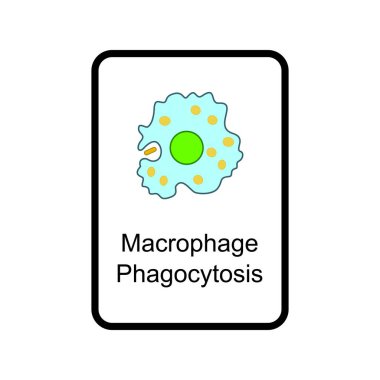 Macrophage - phagocytosis phase cellular schematic structure vector illustration, eps10 icon