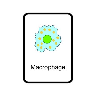 Macrophage cellular schematic structure vector illustration, eps10 icon