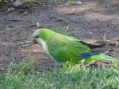 Pajaro ver en el parque