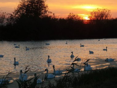 Güzel gün batımında dinlenen kuğular