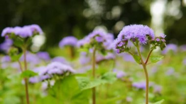Leylak ormanı çiçeği rüzgarda sallanıyor. Bokeh arkaplanda çiçek