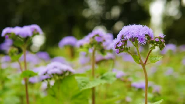 Lilac Forest Flower Sways Wind Flower Bokeh Background — Stock Video