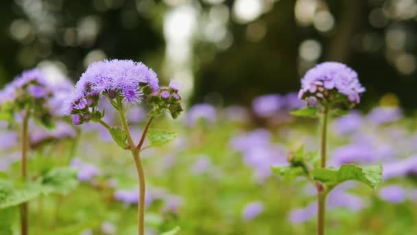 Lilový Lesní Květ Houpe Větru Květina Zeleném Pozadí Bokeh — Stock video