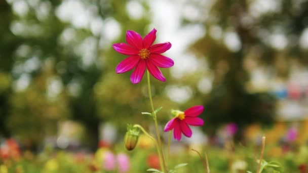 Piękny Czerwony Kwiat Bokeh Tle Wiatr Trzepocze Kwiat Ogrodzie — Wideo stockowe