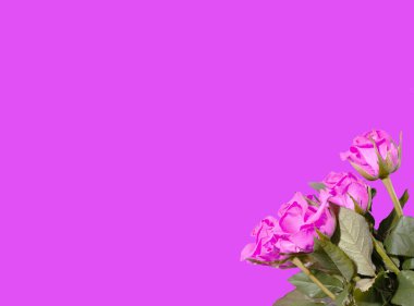 Pembe arka planda izole gül buketi kopyalama alanı