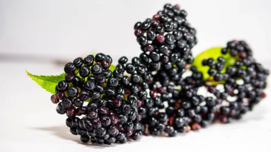 Beyaz arka planda siyah böğürtlen çalısı.