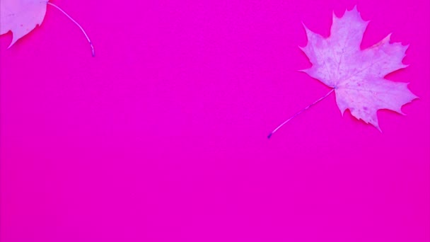 Stop Motion Hojas Sobre Fondo Rosa Movimiento Fondo Follaje Arce — Vídeo de stock