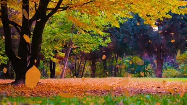 Höstens Bakgrund Vackert Träd Med Gult Fallande Lövverk Skog Bakgrund — Stockvideo