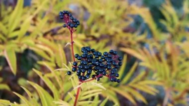 Mürver tepesi manzarası, kara orman meyvesi, homeopati..