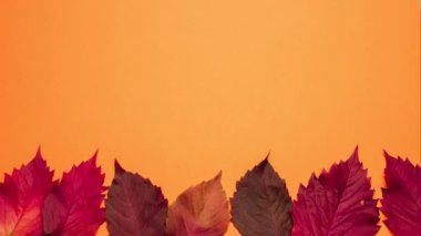 Sonbahar yeşillik kopyalama alanının hareket animasyonunu durdur