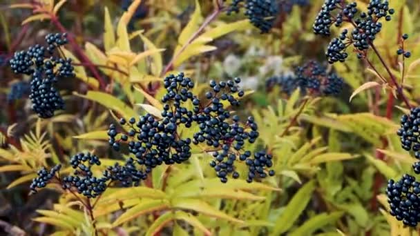 柔和的焦点慢慢地移动着灌木 黑莓在风中摇曳 成熟的接骨木树 — 图库视频影像