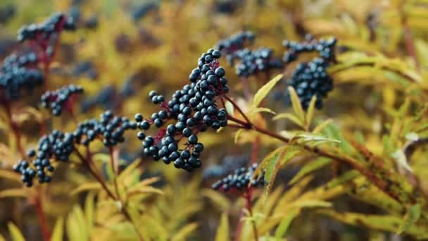 Baies Forêt Noire Branche Sureau — Video