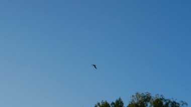 Gün batımında bir kuş uzaklara uçuyor. Gökteki martı.