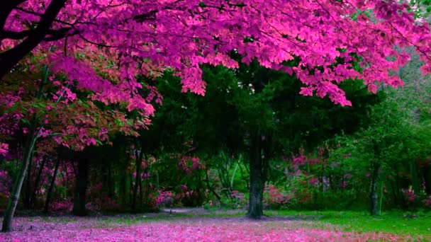 Magiczne Tło Lasu Bajki Drzewo Różowymi Płatkami Lesie Kompozycji — Wideo stockowe