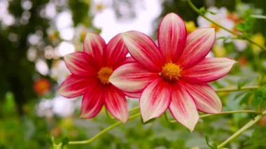 Bokeh arka planında kırmızı taç yaprakları olan inanılmaz güzel çiçekler. Güzel doğa arkaplanı.