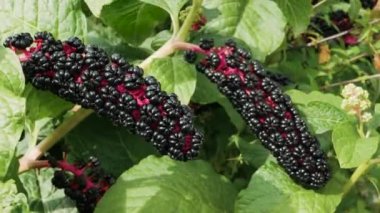 Lakonos bitkisi, bahçede phytolacca. Olgun Amerikan böğürtleni