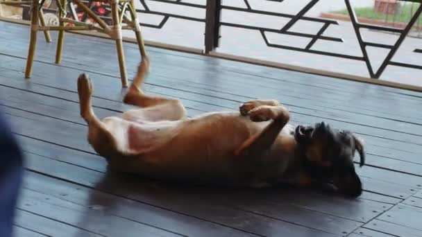 Grappige Hond Wordt Gespeeld Liggend Zijn Rug Straathond Vrolijk — Stockvideo