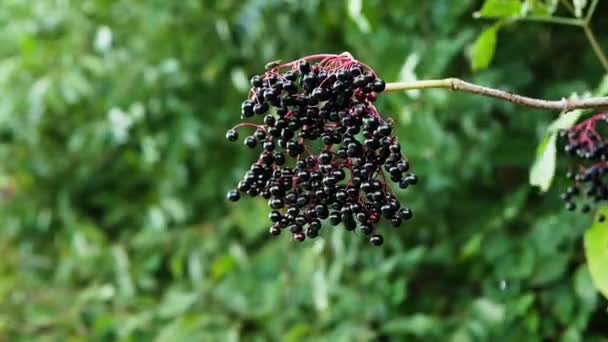 Owoce Jagody Czarnej Czarnej Bzu — Wideo stockowe